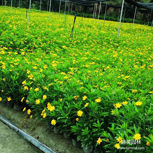 20~30公分的木春菊批發基地?