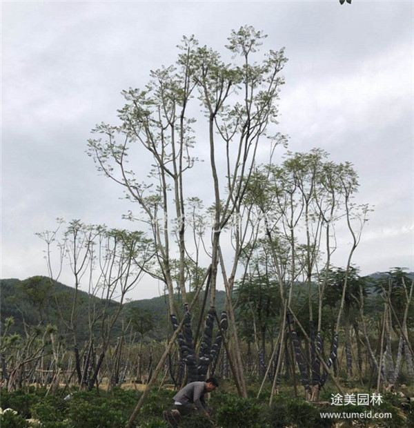 藍花楹和叢生藍花楹有什么區別？