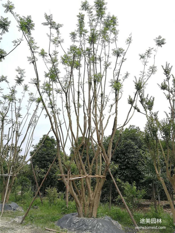 15-25公分藍(lán)花楹怎么賣?15公分1500元特價(jià)處理