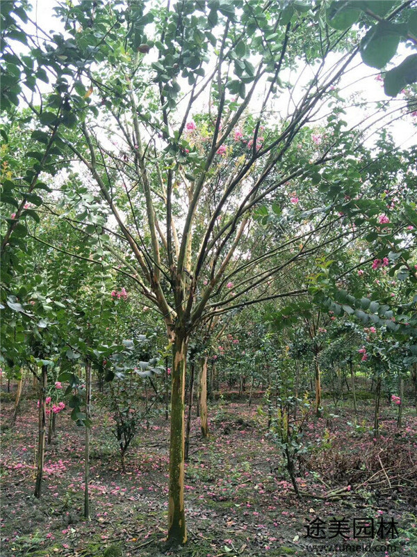紫薇樹(shù)種植行距是多少?