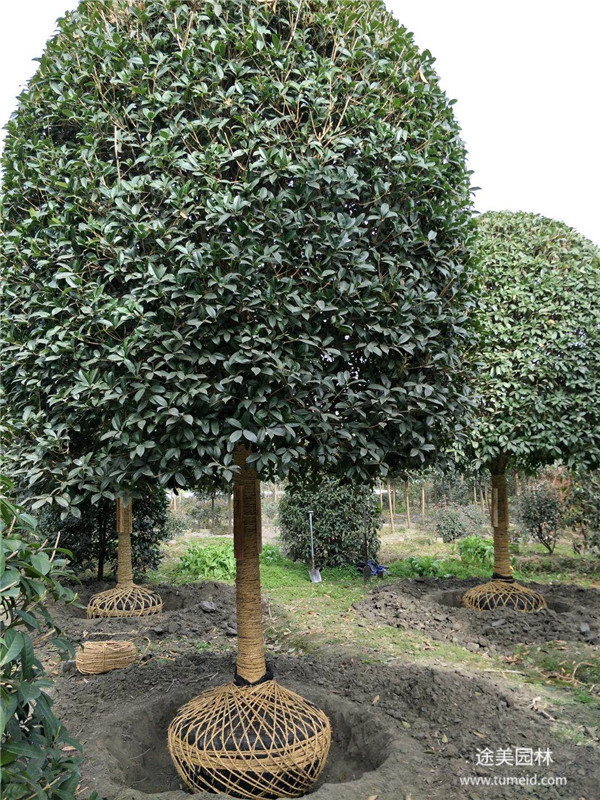 米徑12公分的桂花樹(shù)多少錢(qián)？