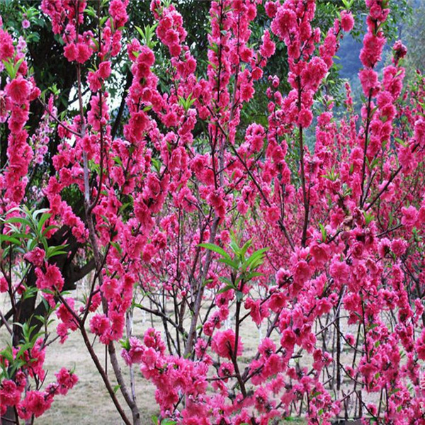 12公分紅梅樹價格批發(fā)?