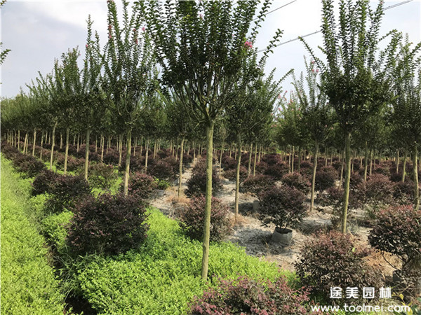 紫薇樹(shù)種植行距是多少?